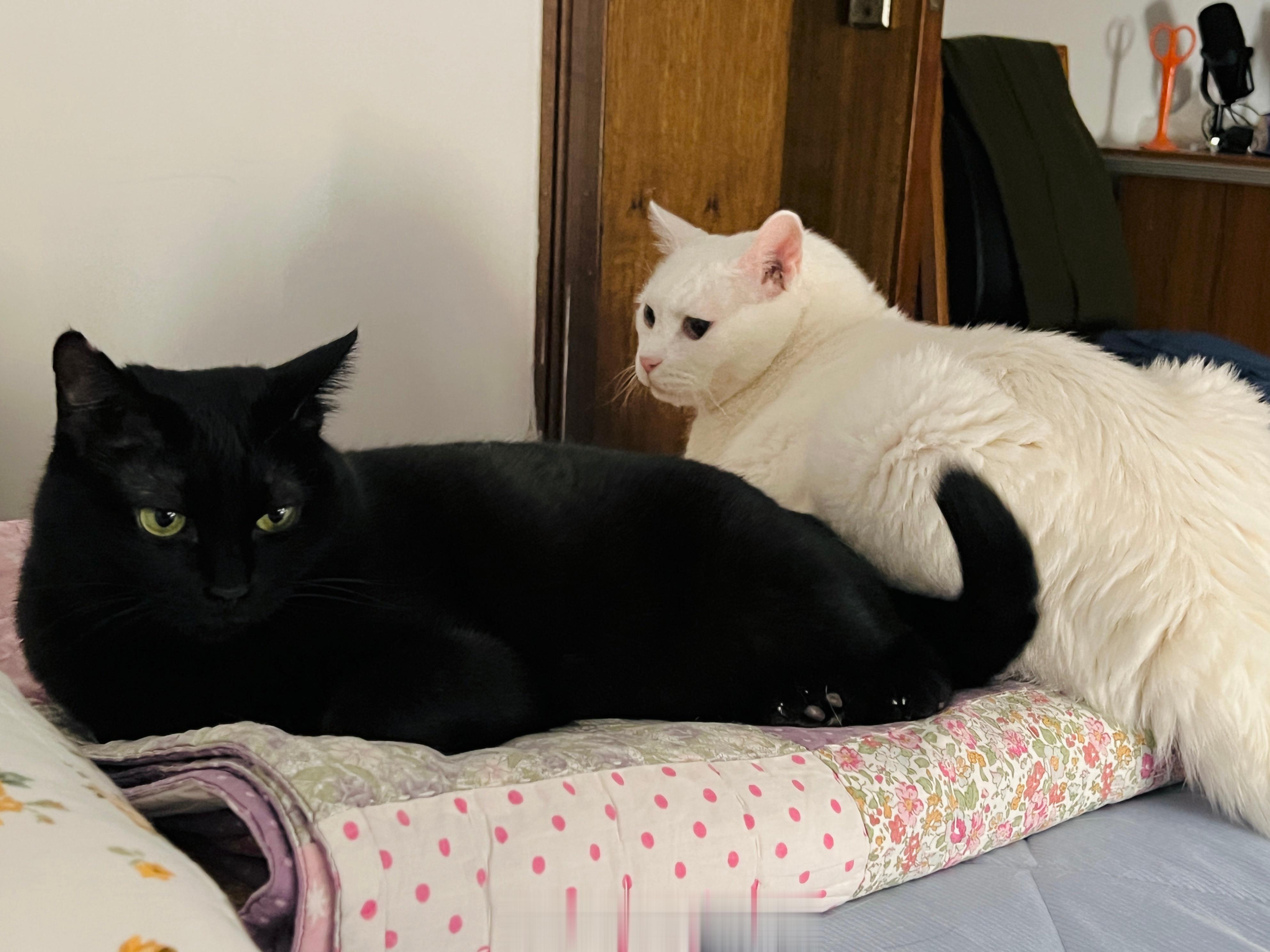 硬要擠在一起的老寶蝦蝦最後無言的離去 ​​​