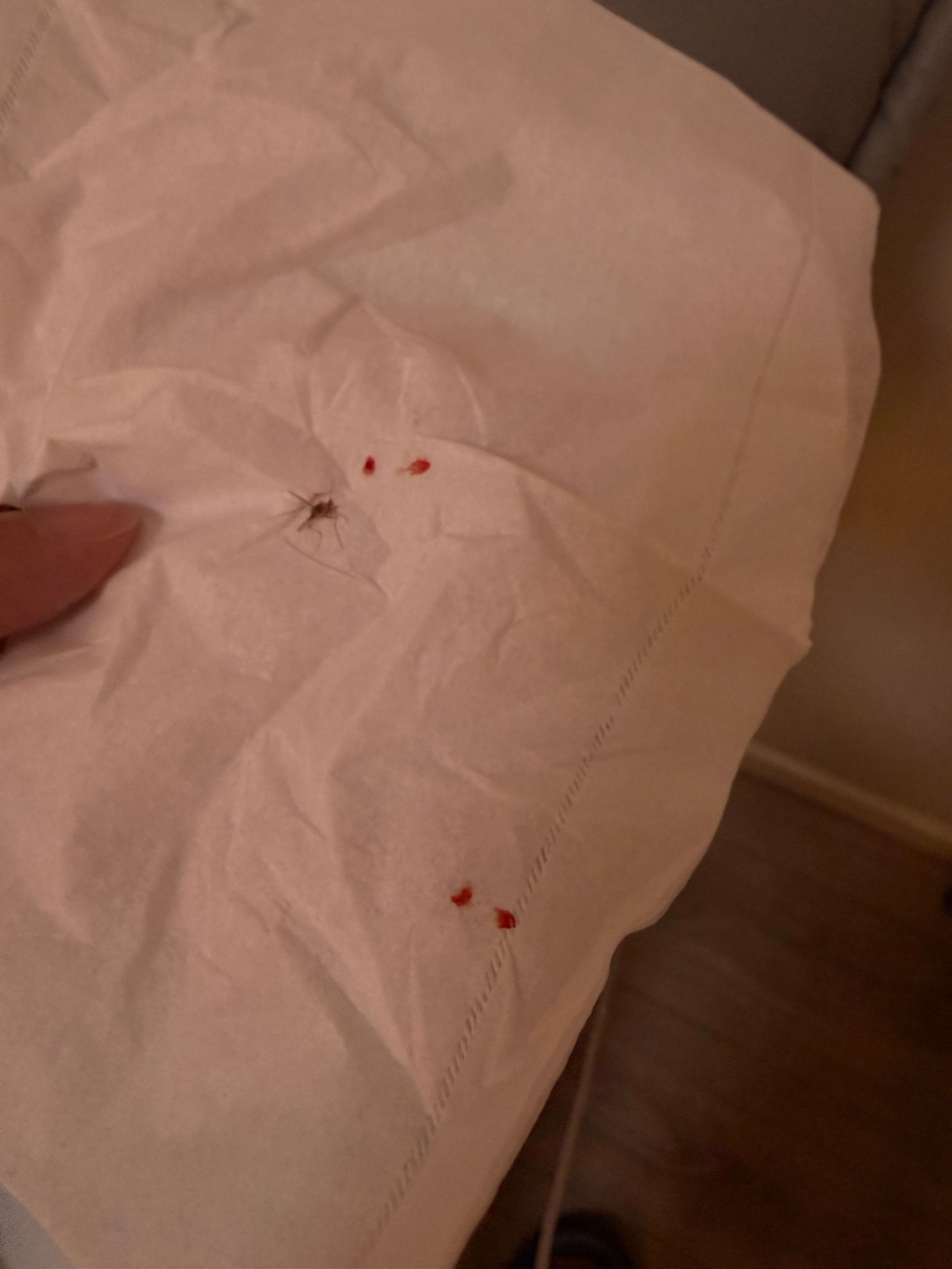 返深第一天，被这个该死的蚊子骚扰了一个晚上。