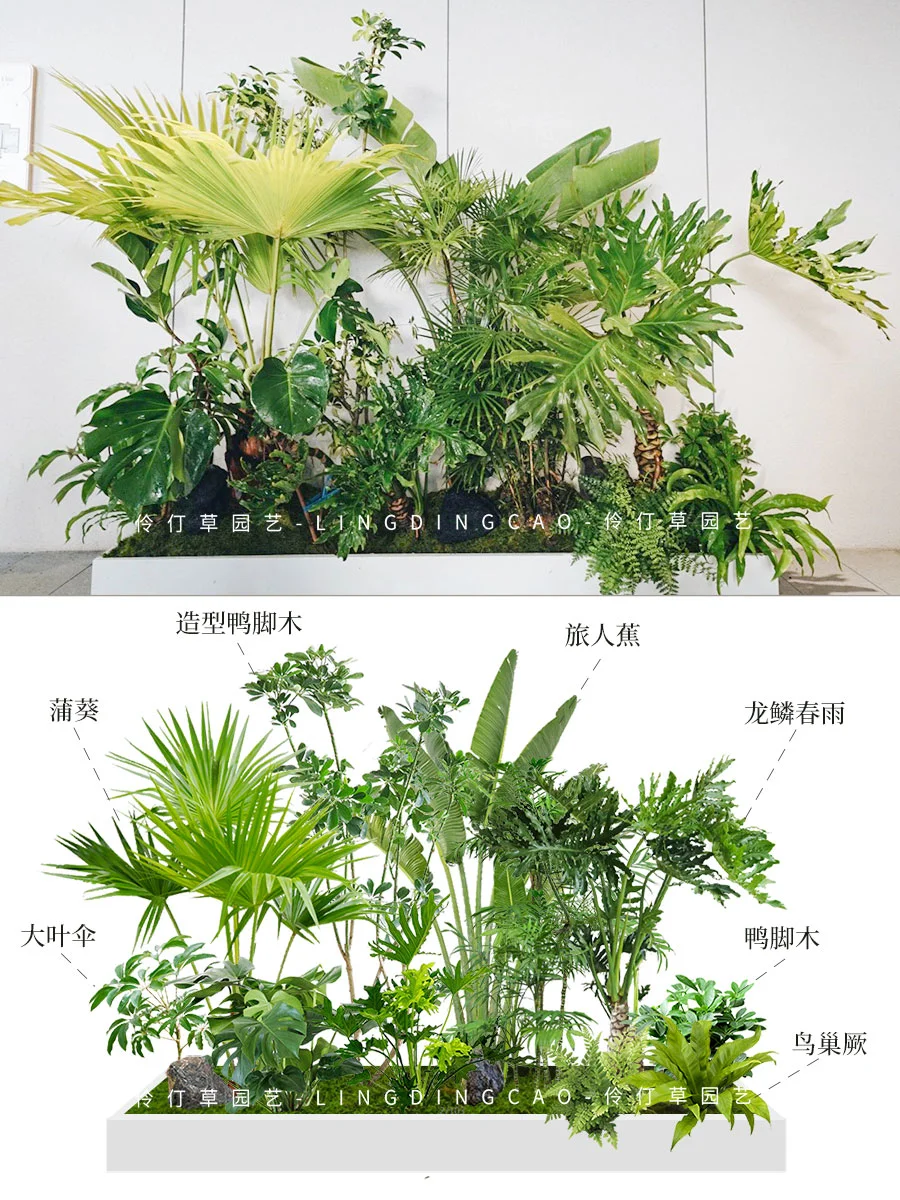 热带雨林风｜这么好看的造景谁不想做