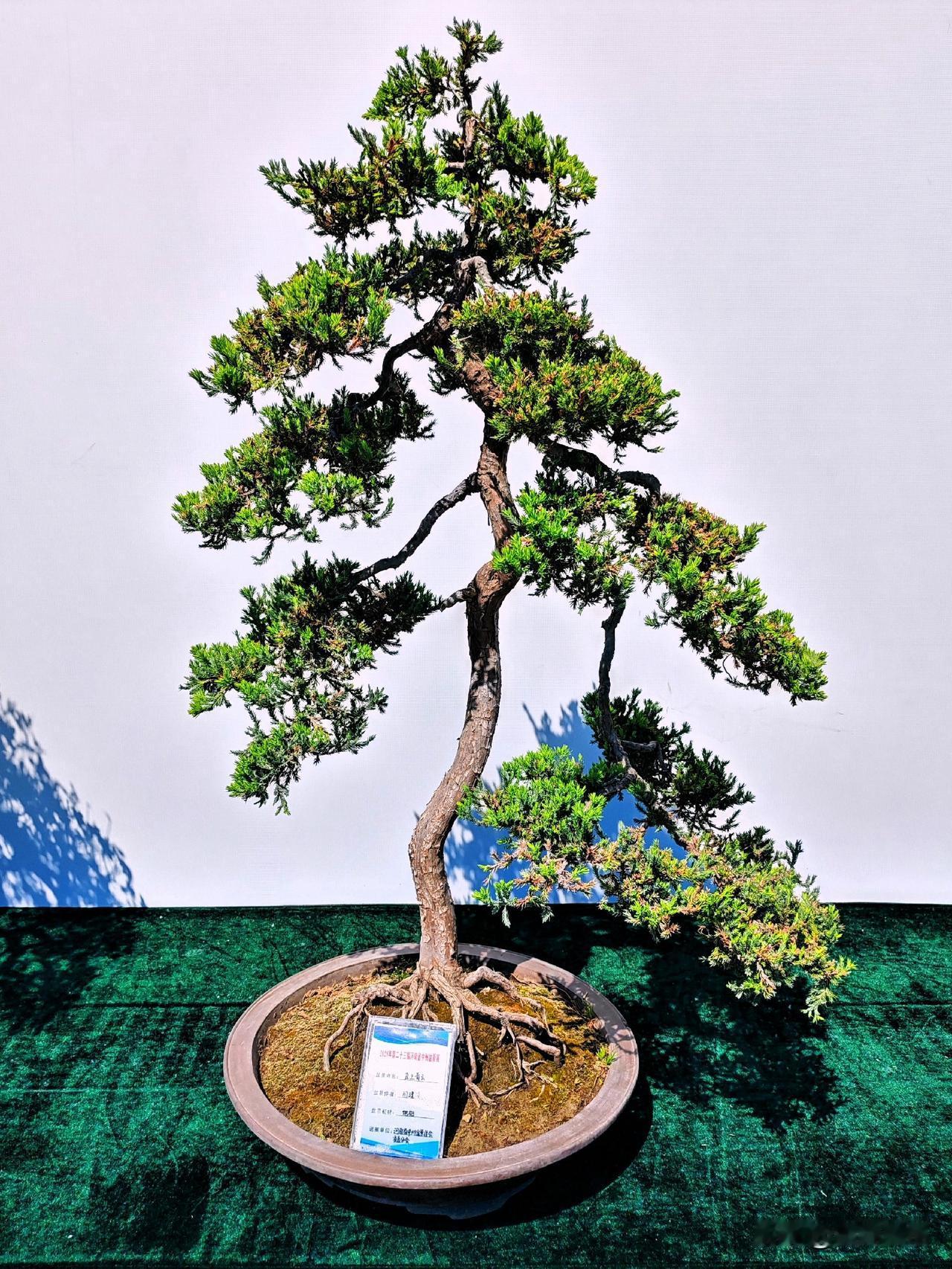 2026年第23届河南省中州盆景展（十八）