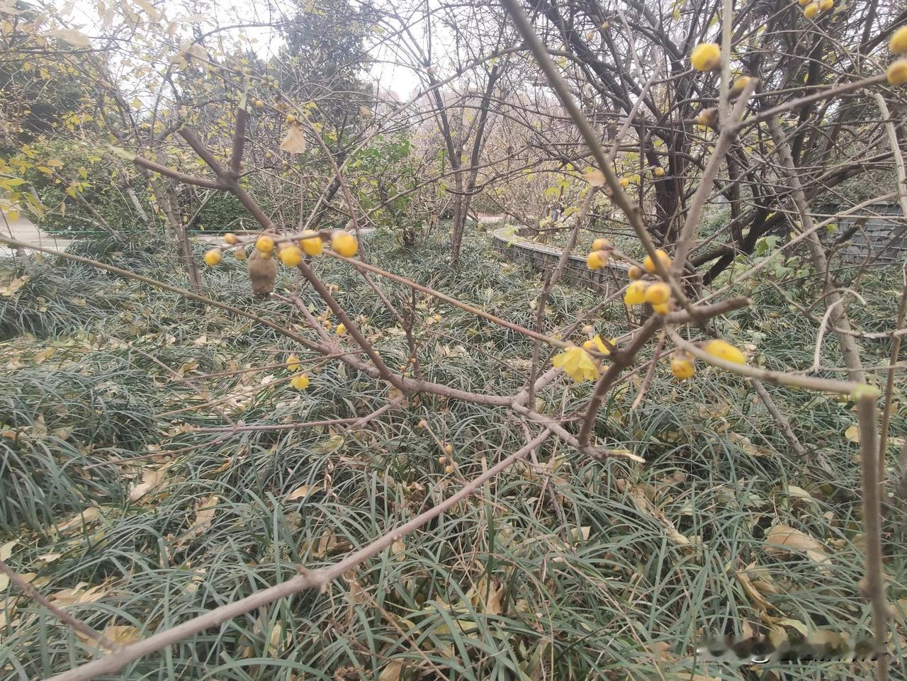 郑州市人民公园随手拍:腊梅盛开唯欠雪。
有道是傲雪凌霜腊梅花。可惜今年的郑州自入