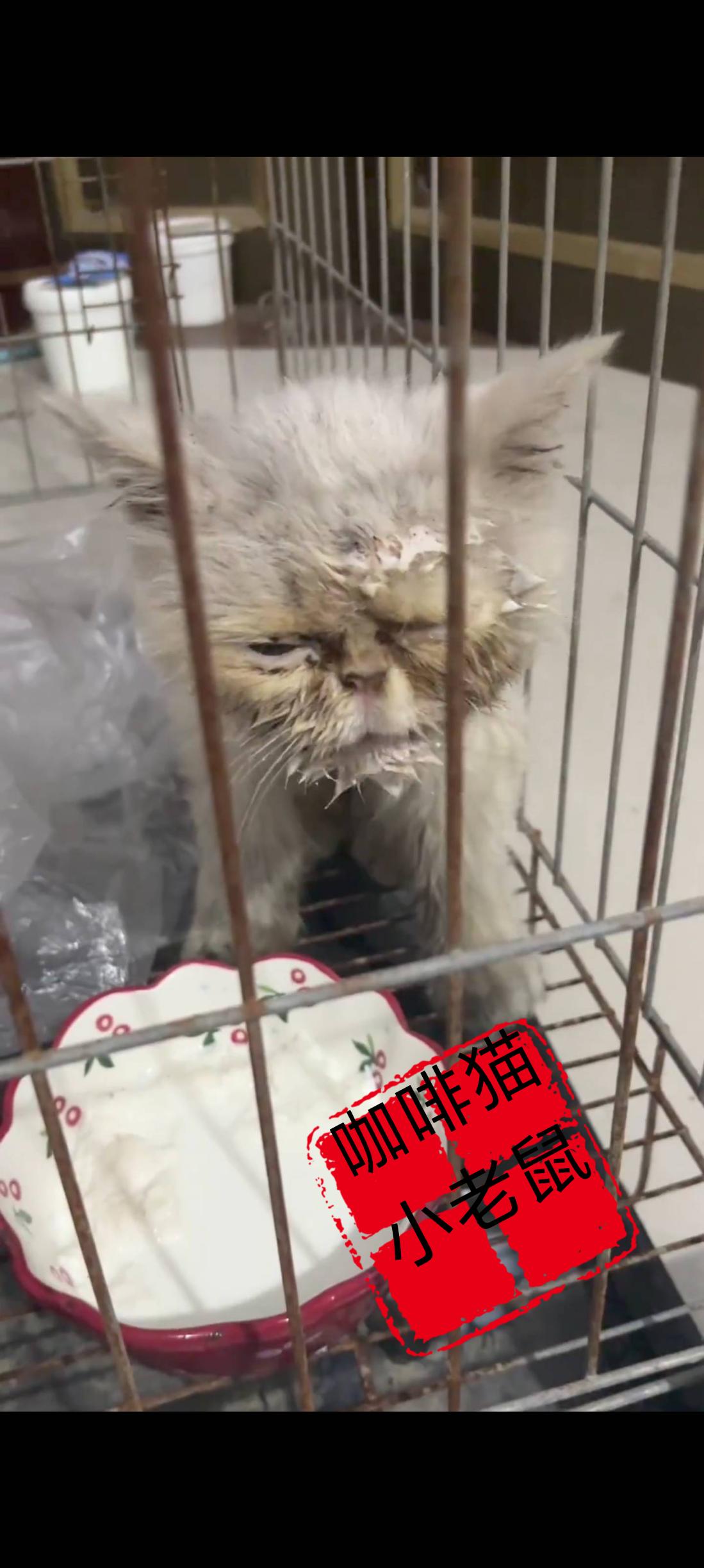 这只骨瘦如柴即将奄奄一息的流浪猫实在太幸运了！当她即将濒临崩溃之际，她果断的用尽