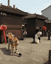 老虎的威慑力，
哪怕是人假扮的，
汪星人吓得拔腿就跑。