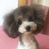 狗锁爱逛娱乐
