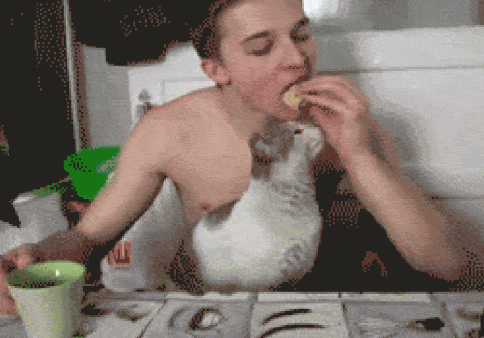 猫猫：我比较饿，让我先吃 