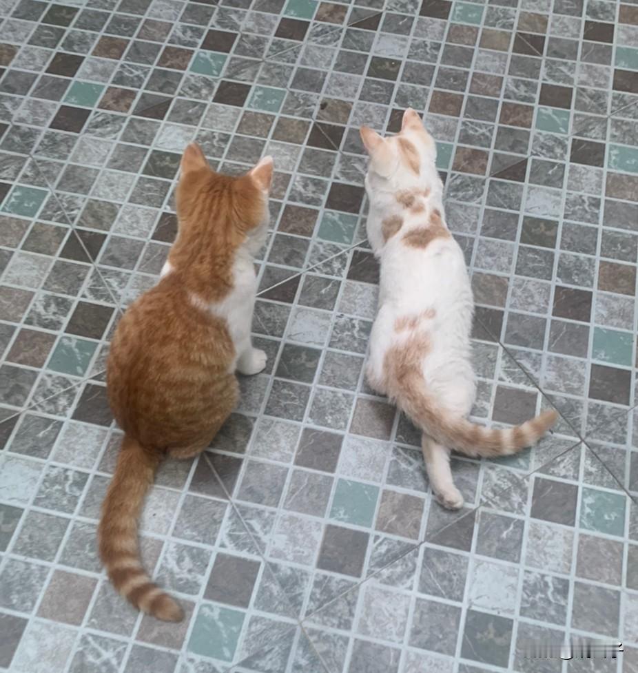 家里两只猫，晚上睡觉关着房门，它们兄弟俩半夜会一直喵喵叫，还来扒拉房门。

开着