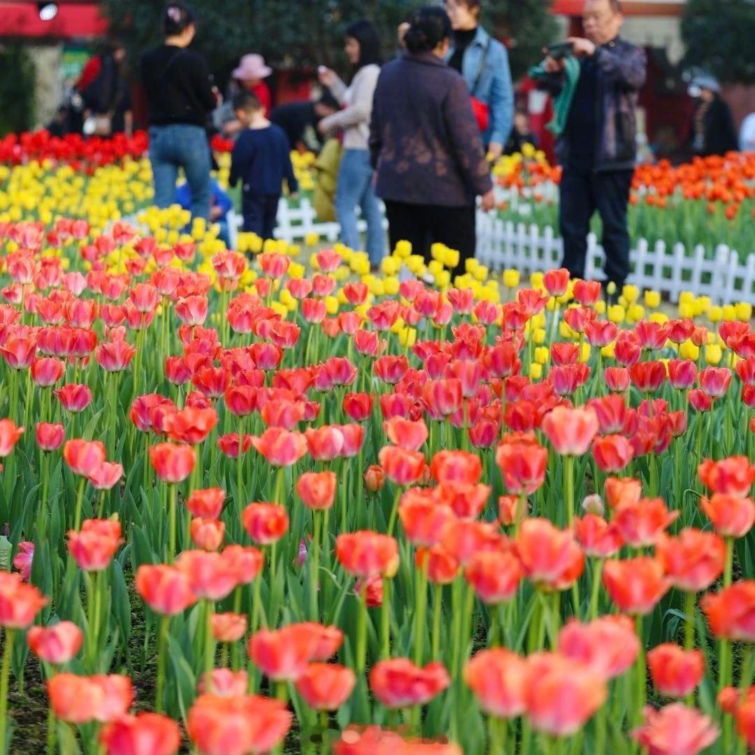 #到重庆动物园邂逅浪漫花海# 【繁花满园！来重庆动物园邂逅浪漫郁金花海～】春天的