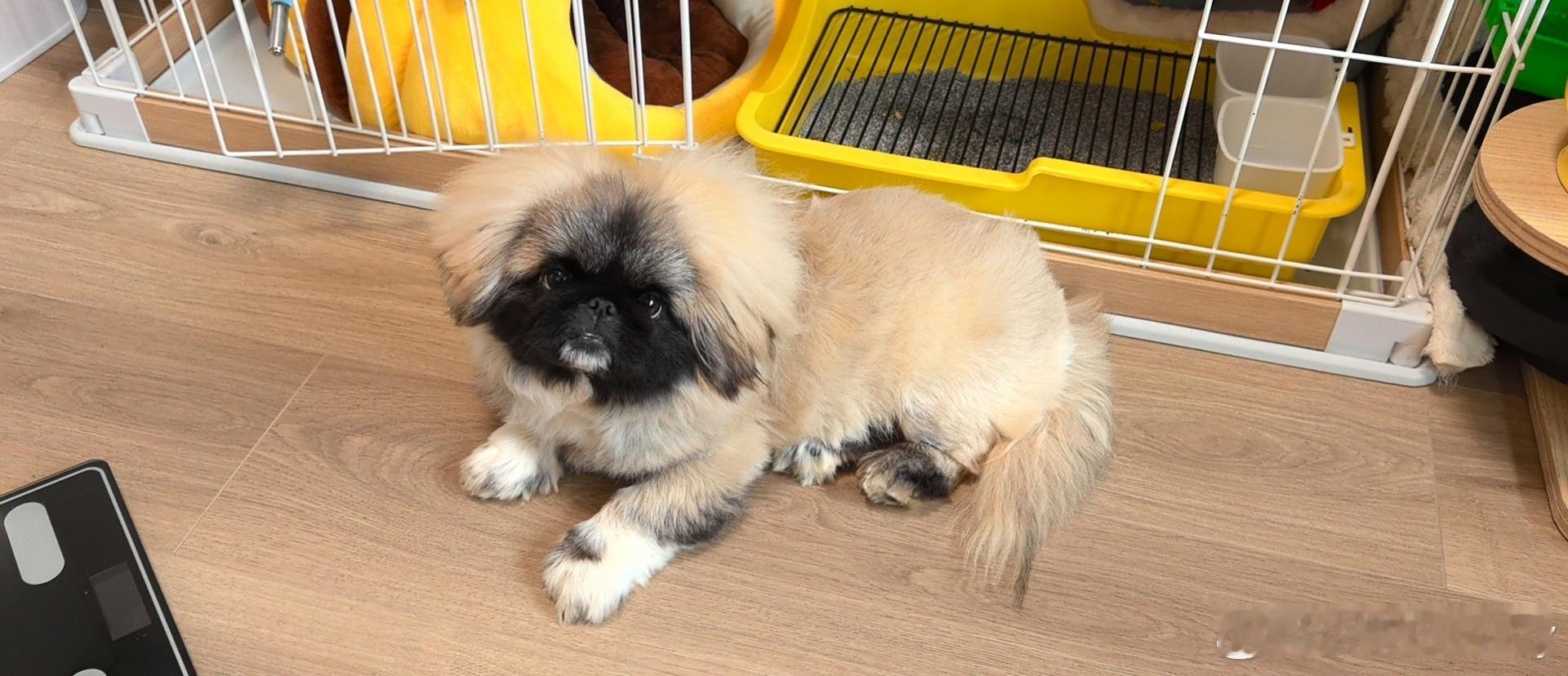 帅哥😎家有萌宠萌宠的日常