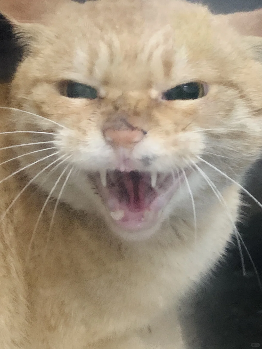 三花猫：我的超雄父亲