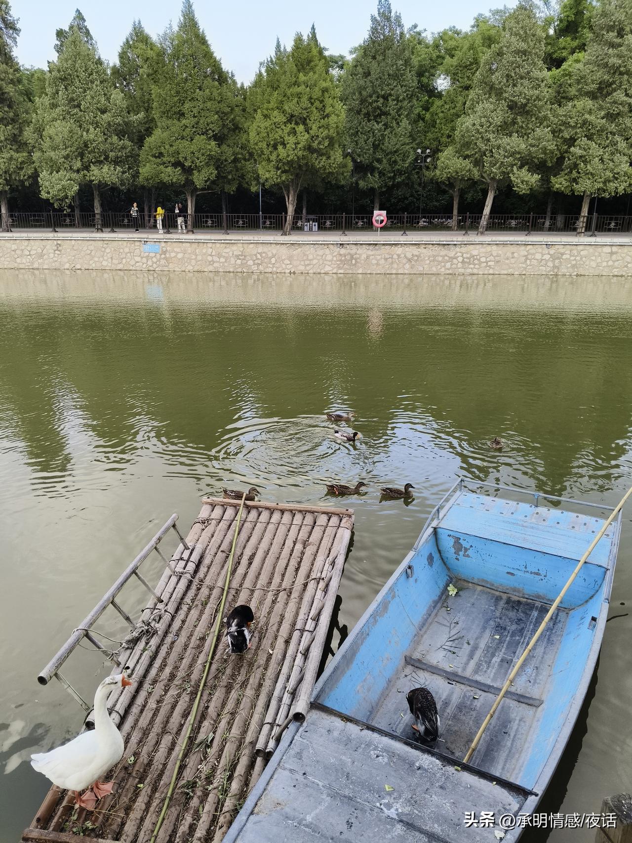 湖边静坐，看白鹅戏水，享受宁静时光。河里的大白鹅 湖边鸭景