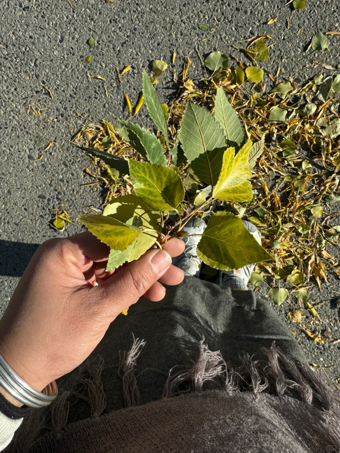 树叶🍃在落下的一瞬间绽放成花海🍂