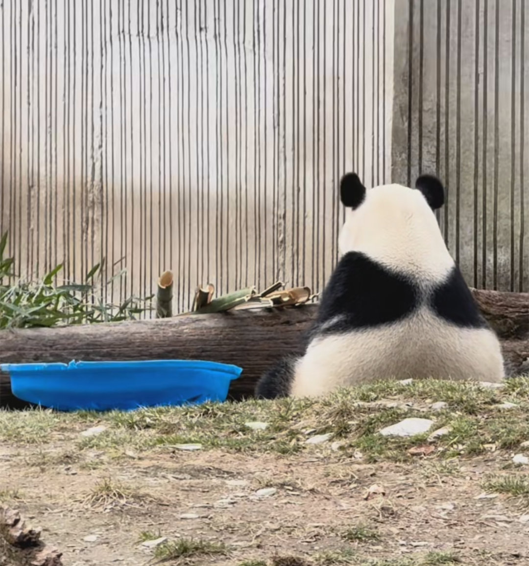 大熊猫妍惠，是天使翅膀吖！🐼 