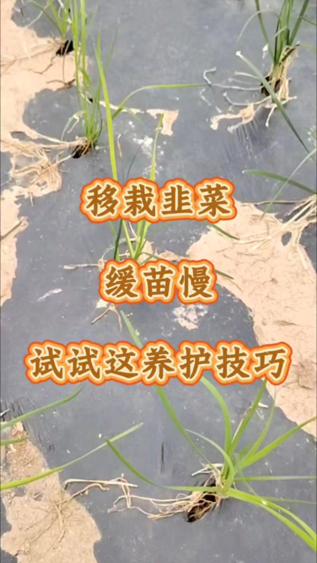 这样做能改善根系周边环境，减轻土壤有害杂菌侵害，帮助秧苗快速适应土壤，促生新根，