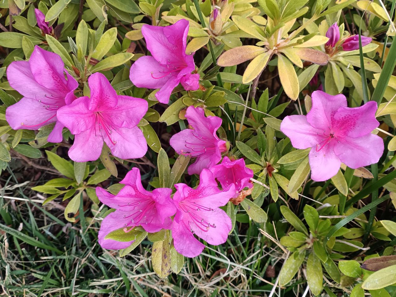 随手拍下的杜鹃，是藏在日常里的小美好。