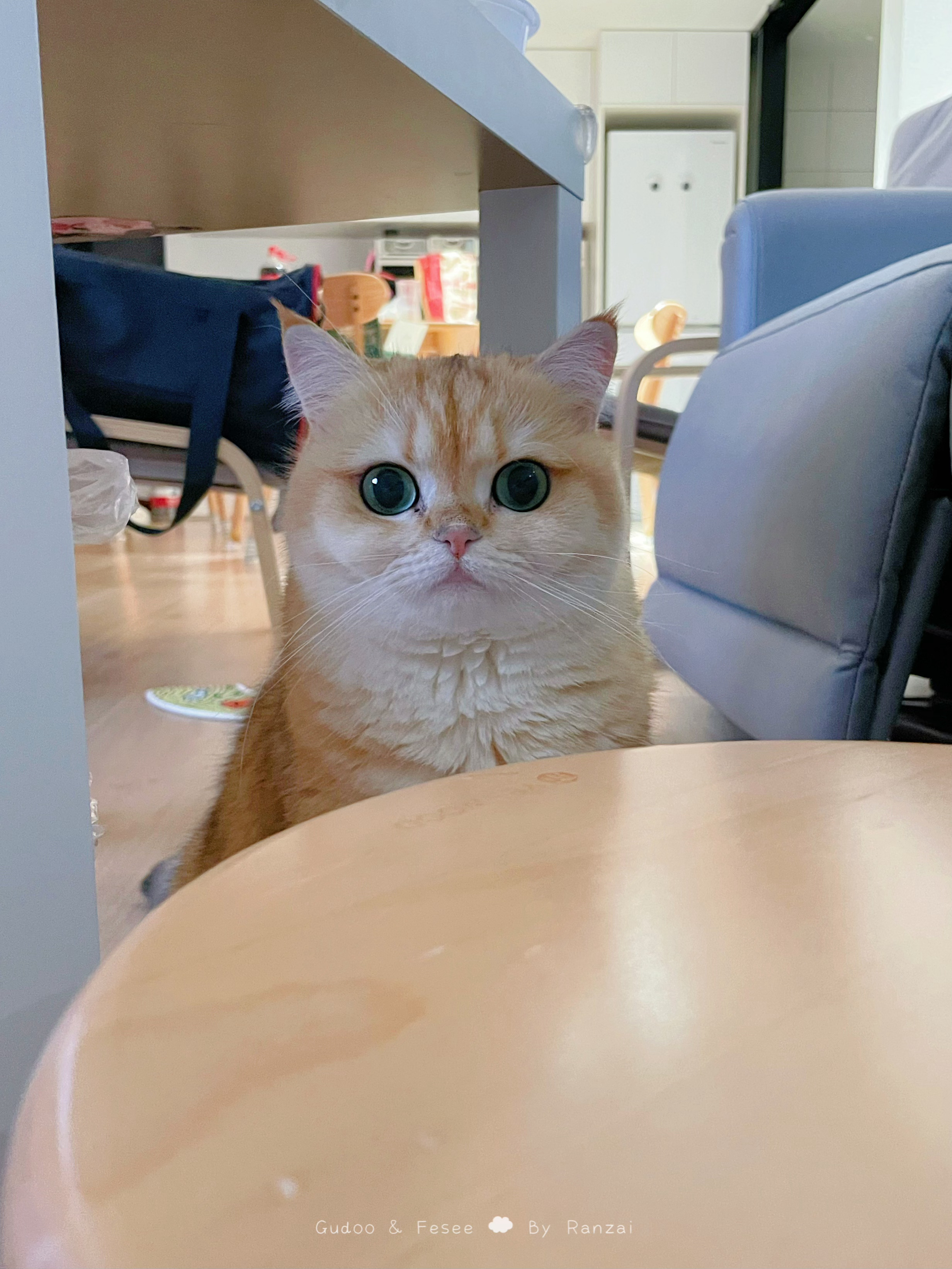 （同情的目光）可怜的两脚兽又要出门打猎了#菇冬怎么肥四[超话]# ​​​