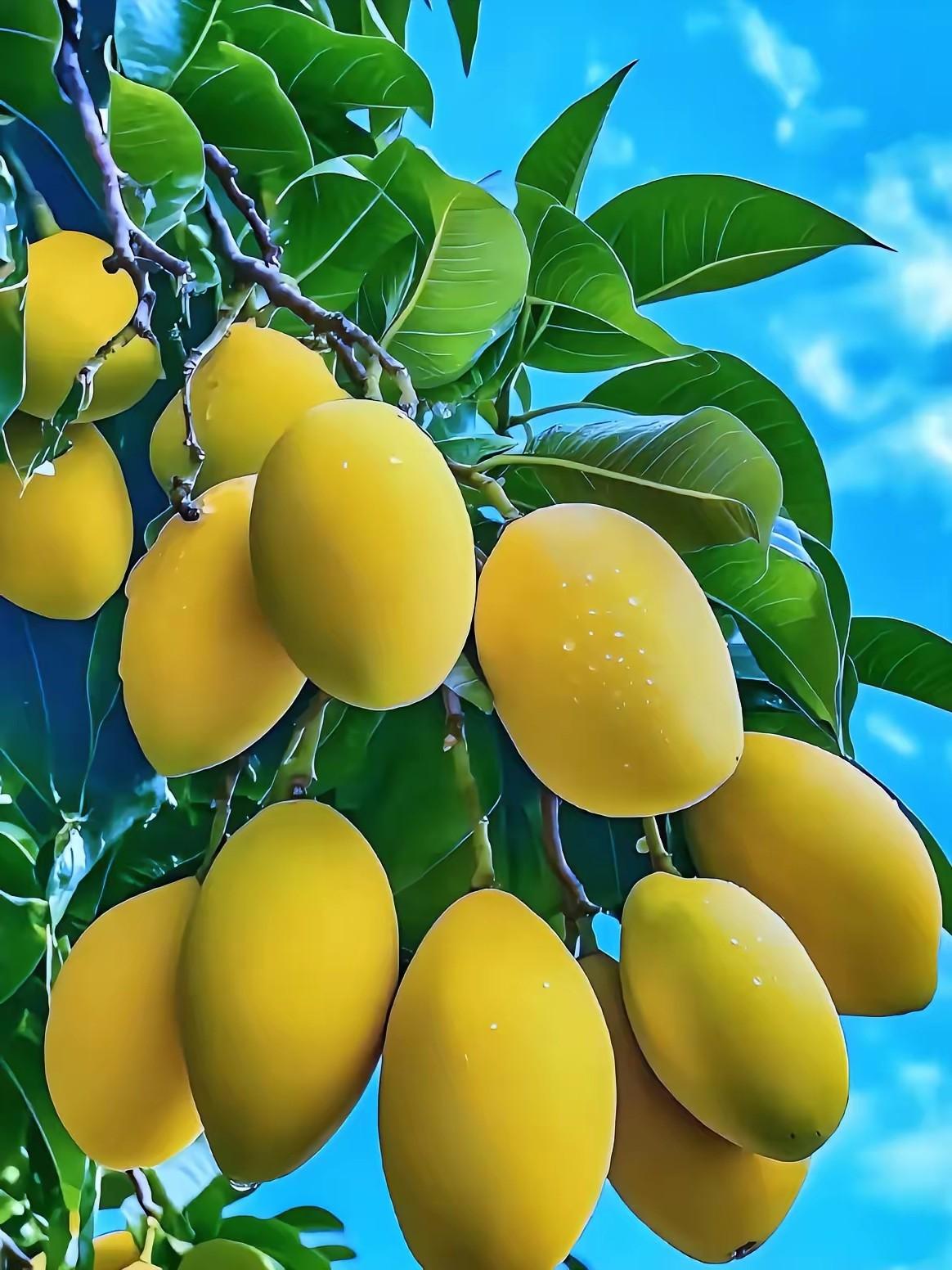 新鲜水果，果汁爆满