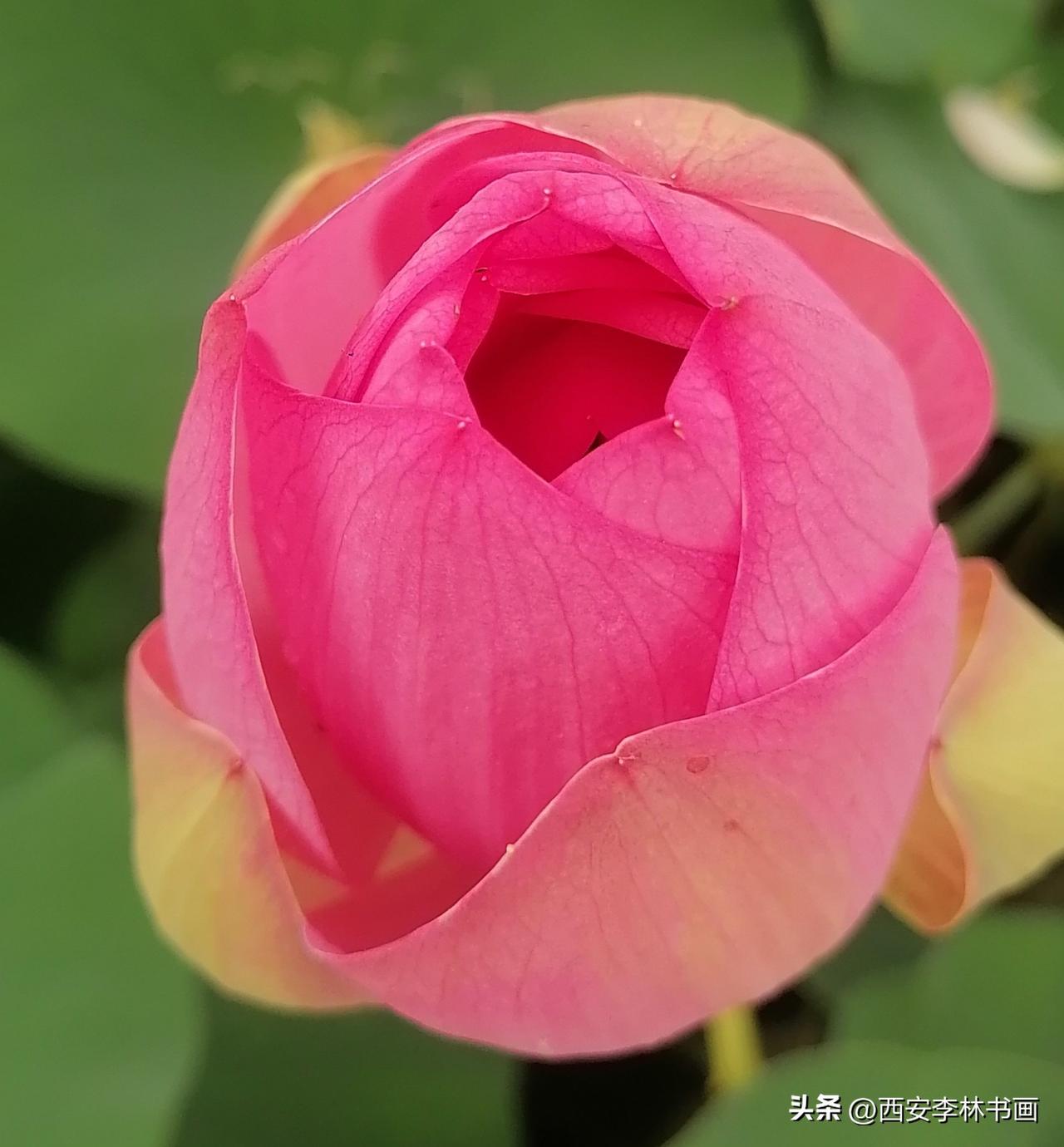 《荷花：库存（李林摄于西安）》