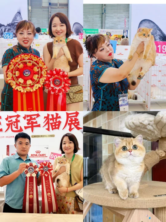 亚宠ICE猫赛全场幼猫BOB第一名