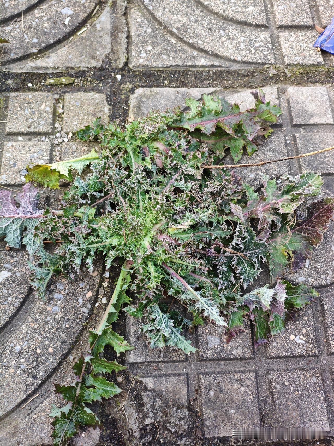 看看是什么野菜？冬天里的美味佳肴！