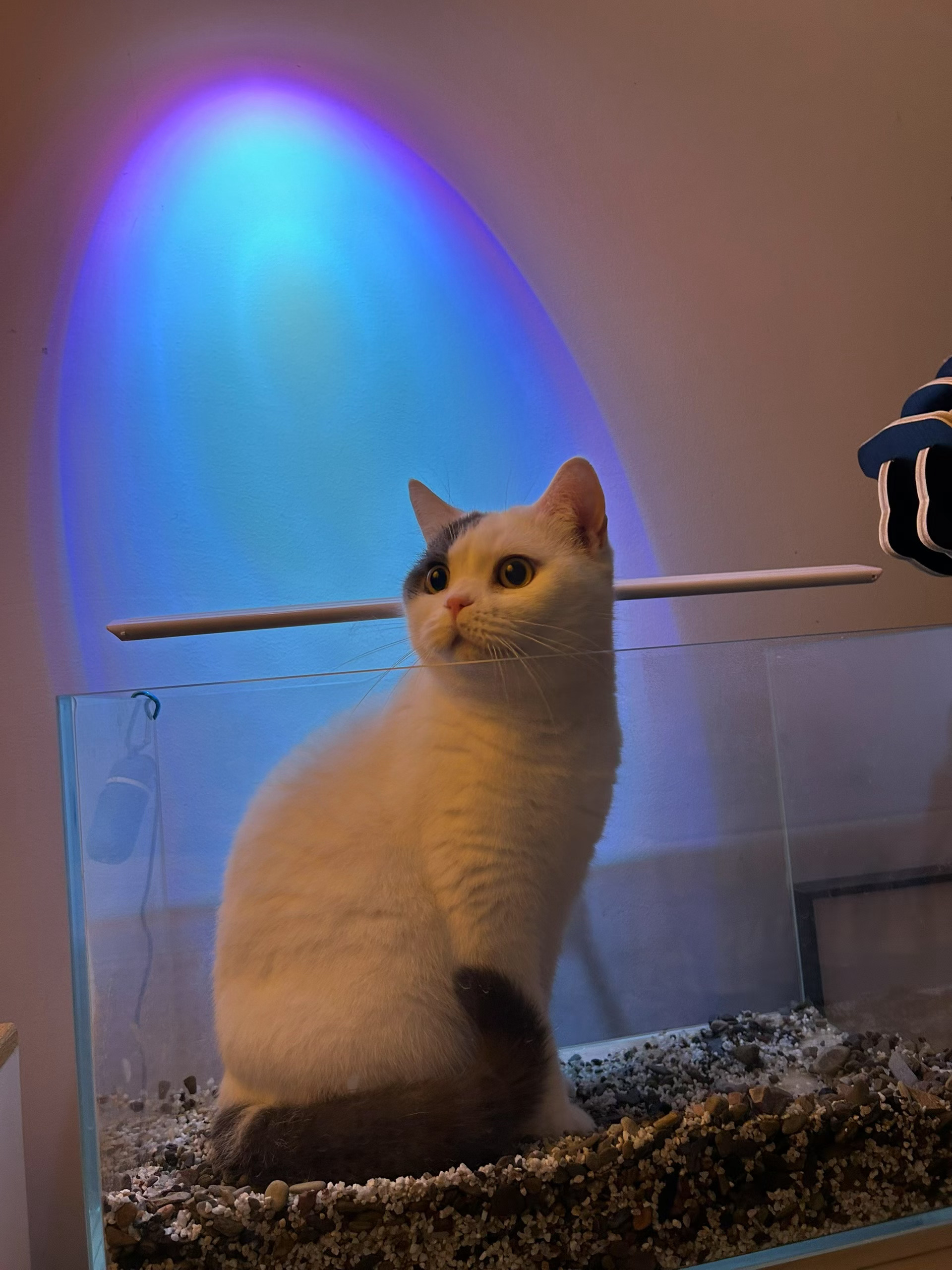 一直不用的鱼缸这一年天天都里钻 ​​​