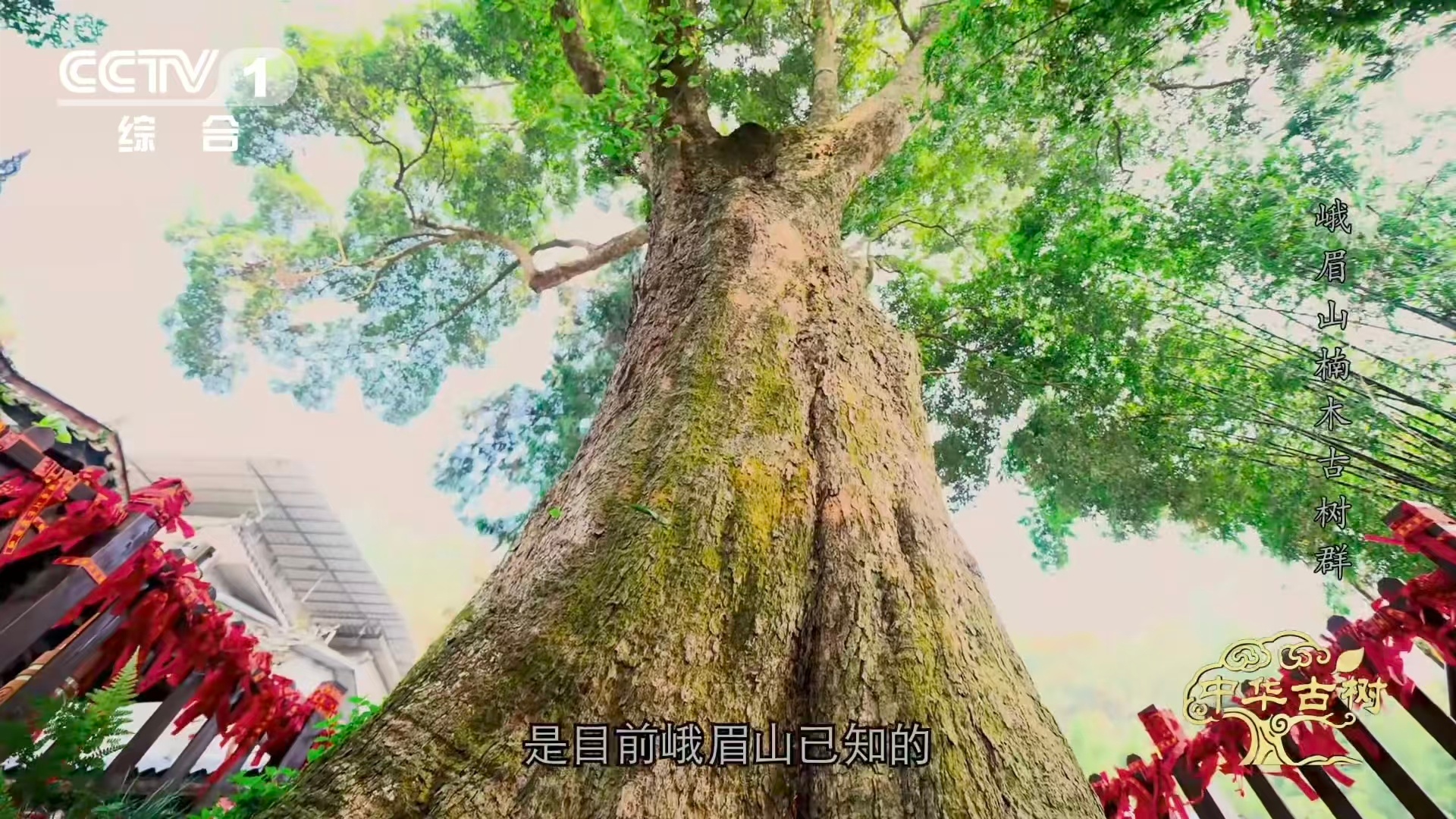 峨眉千年楠木王有十几层楼高峨眉山有座会生长的露天博物馆四十米凌云而立，千年时光凝