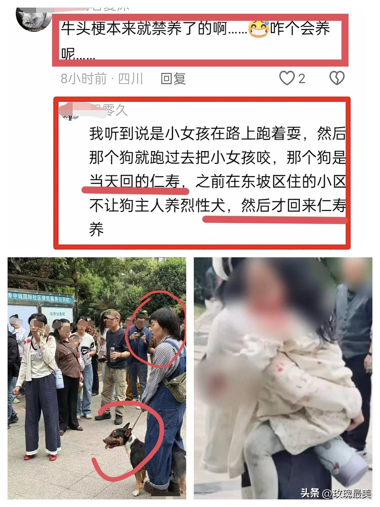 眉山不让“养”，
牛头梗狗主人就心存侥幸转移到仁寿！
有网友爆料说，那个“牛头梗