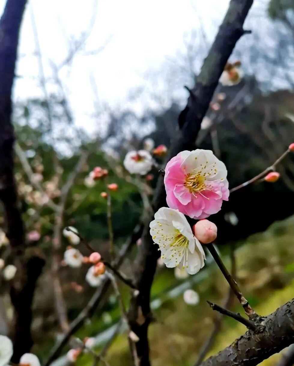 晒图笔记大赛梅枝斜逸，几朵梅花在枝头悄然绽放。粉白两色的花朵依偎在一起，粉色的那