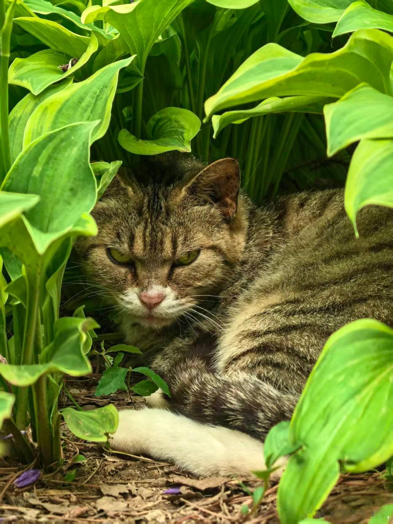 💢🐈 