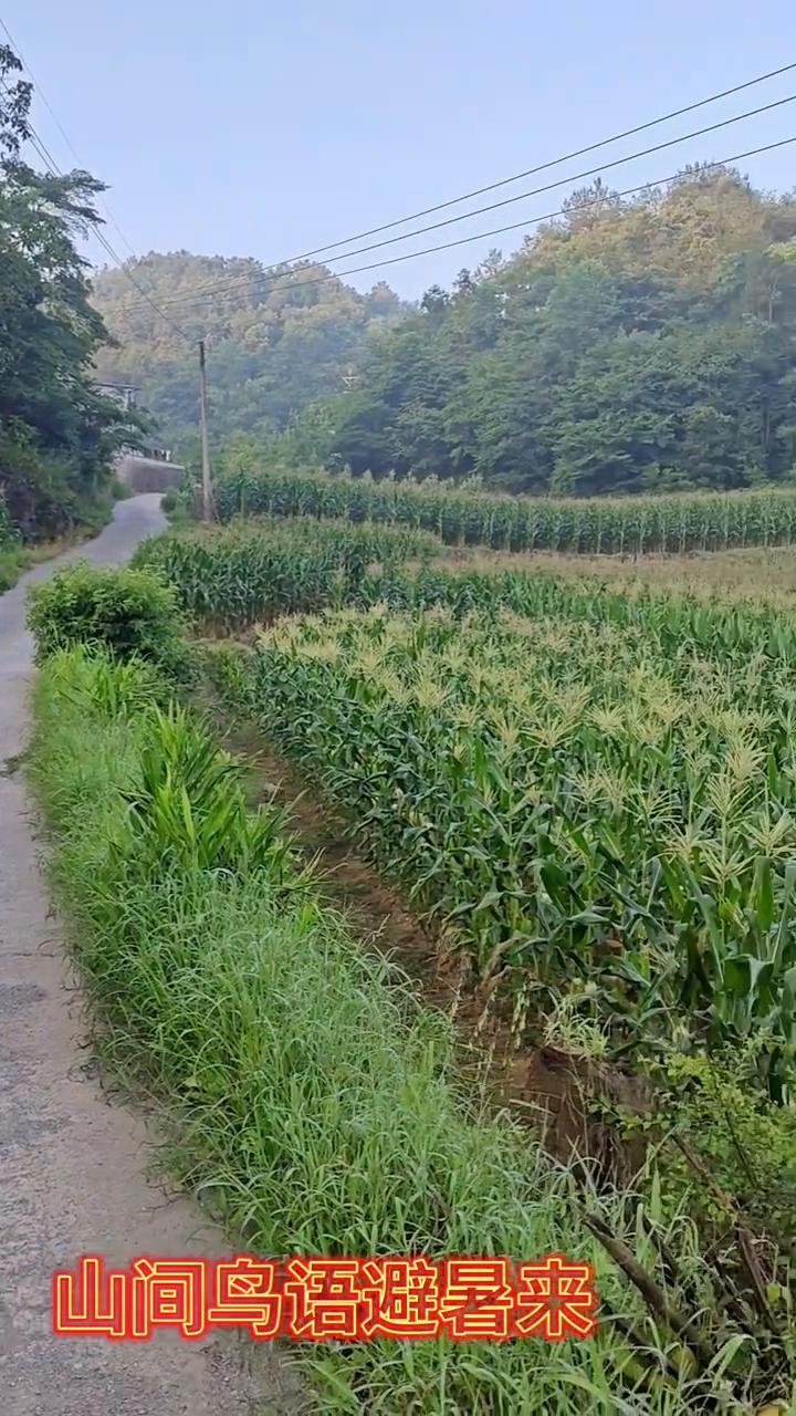 山间鸟语避暑来。
