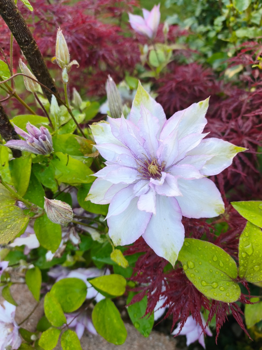 小葱花 大葱花铁线莲生活手记 德国