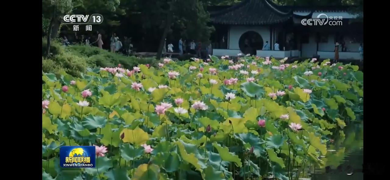 夏日生活打卡季