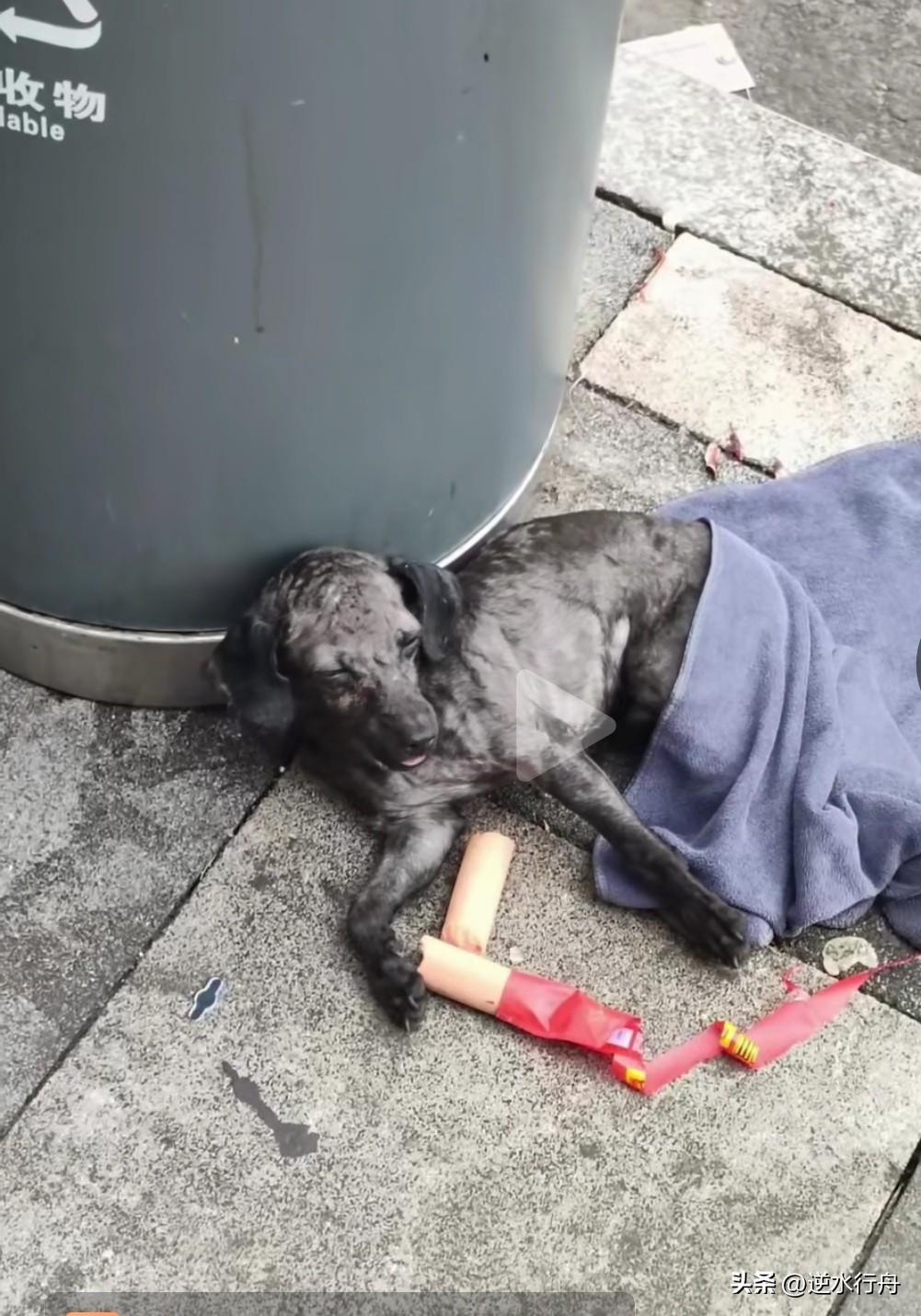 曾经备受宠爱的小狗生病后被无情抛弃在垃圾桶边上，它无力的趴在地上茫然的看着四周不