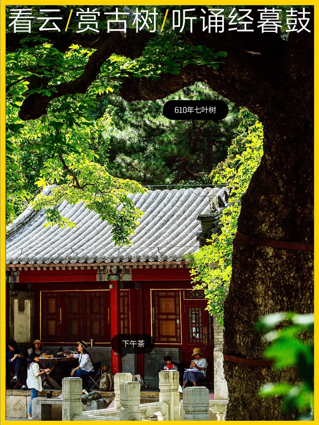 秋天一定要来一次潭柘寺，古树下发呆、下午茶