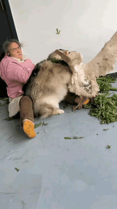 俺家大姐这日子，真是被造得没个消停！家里养了只大狗，还顺带养了一群鹅，本来挺热闹