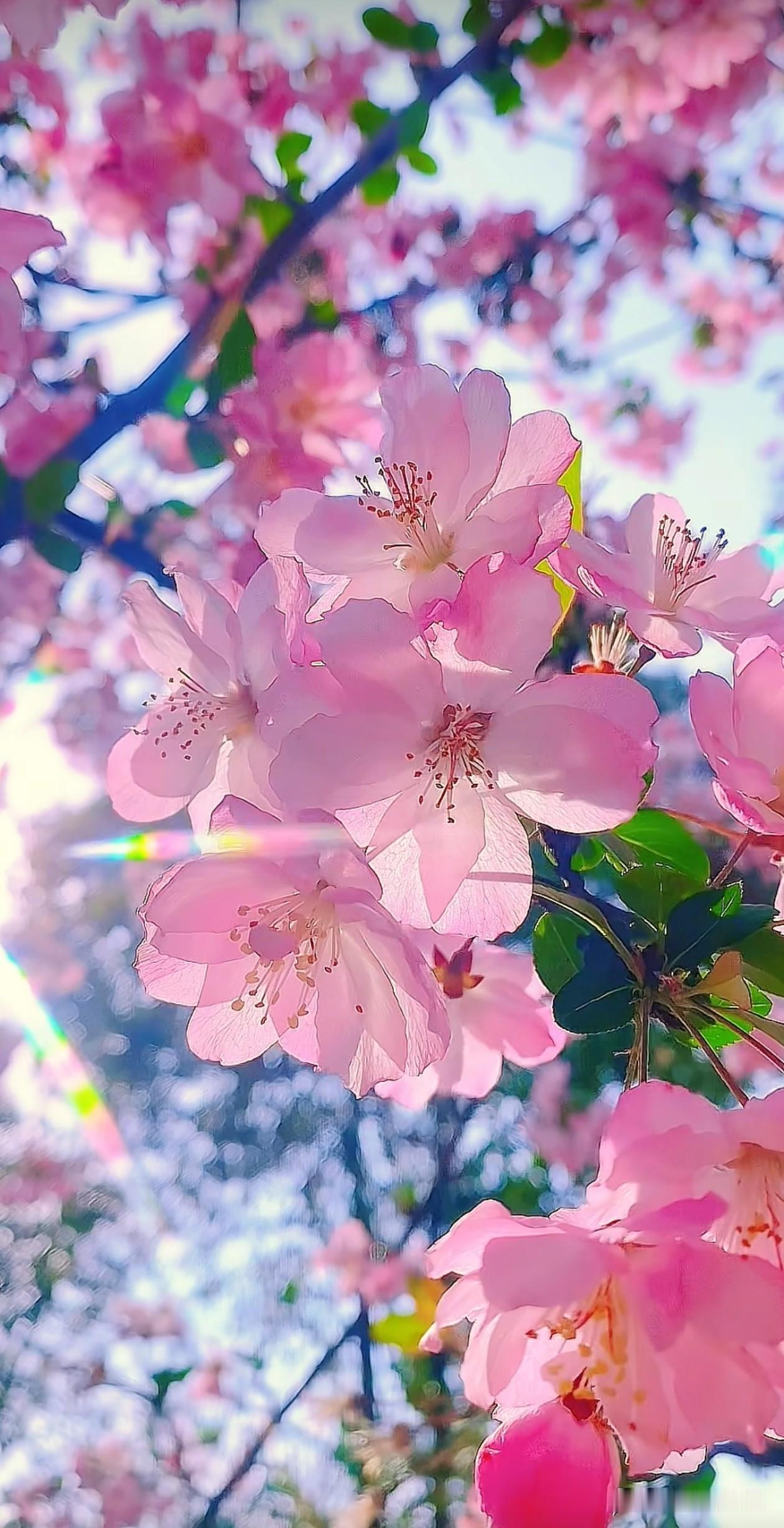 阳光穿过垂丝海棠的花瓣，把春日的温柔都揉进了这抹粉里，风一吹，连空气都裹着清甜的