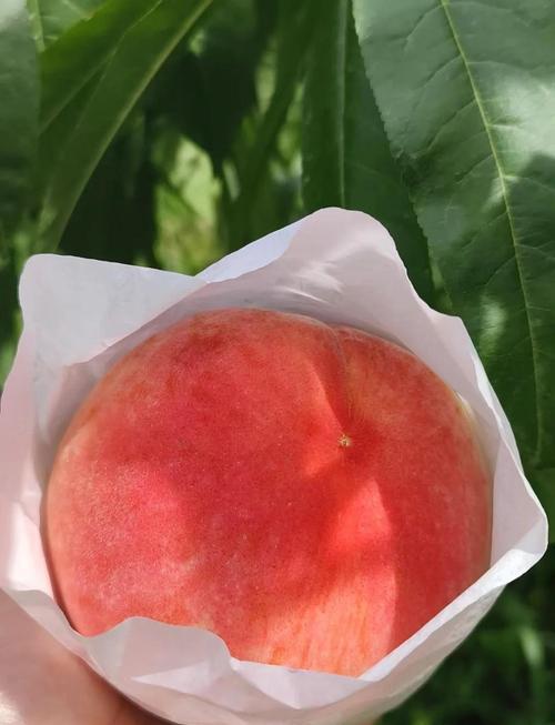 成都龙泉驿水蜜桃｜6月爆汁蜜桃攻略🍑
被誉为天下第一桃的龙泉水蜜桃上市啦，地理