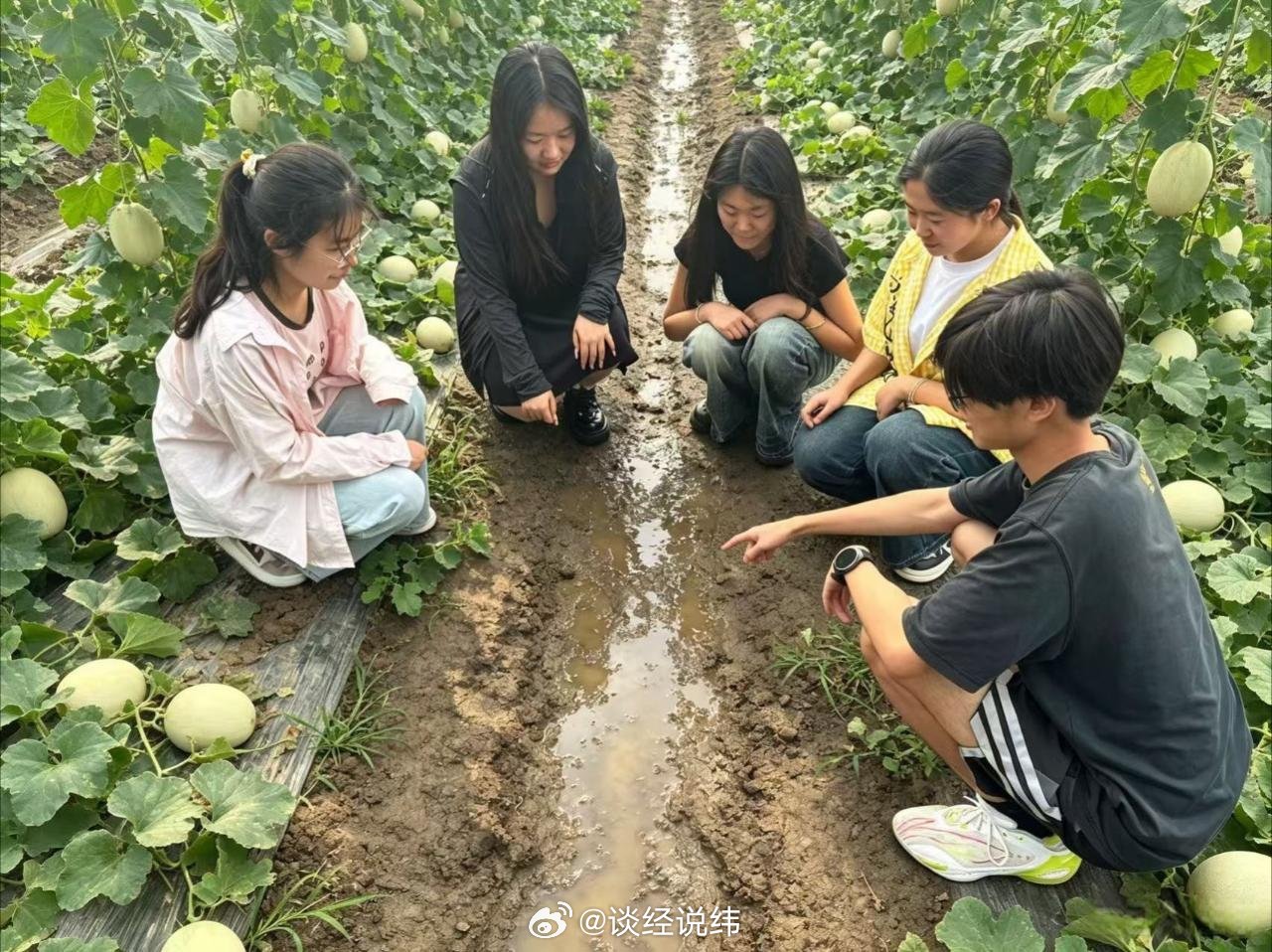 【三端联动兴产业，甜瓜甜韵富乡亲】                       