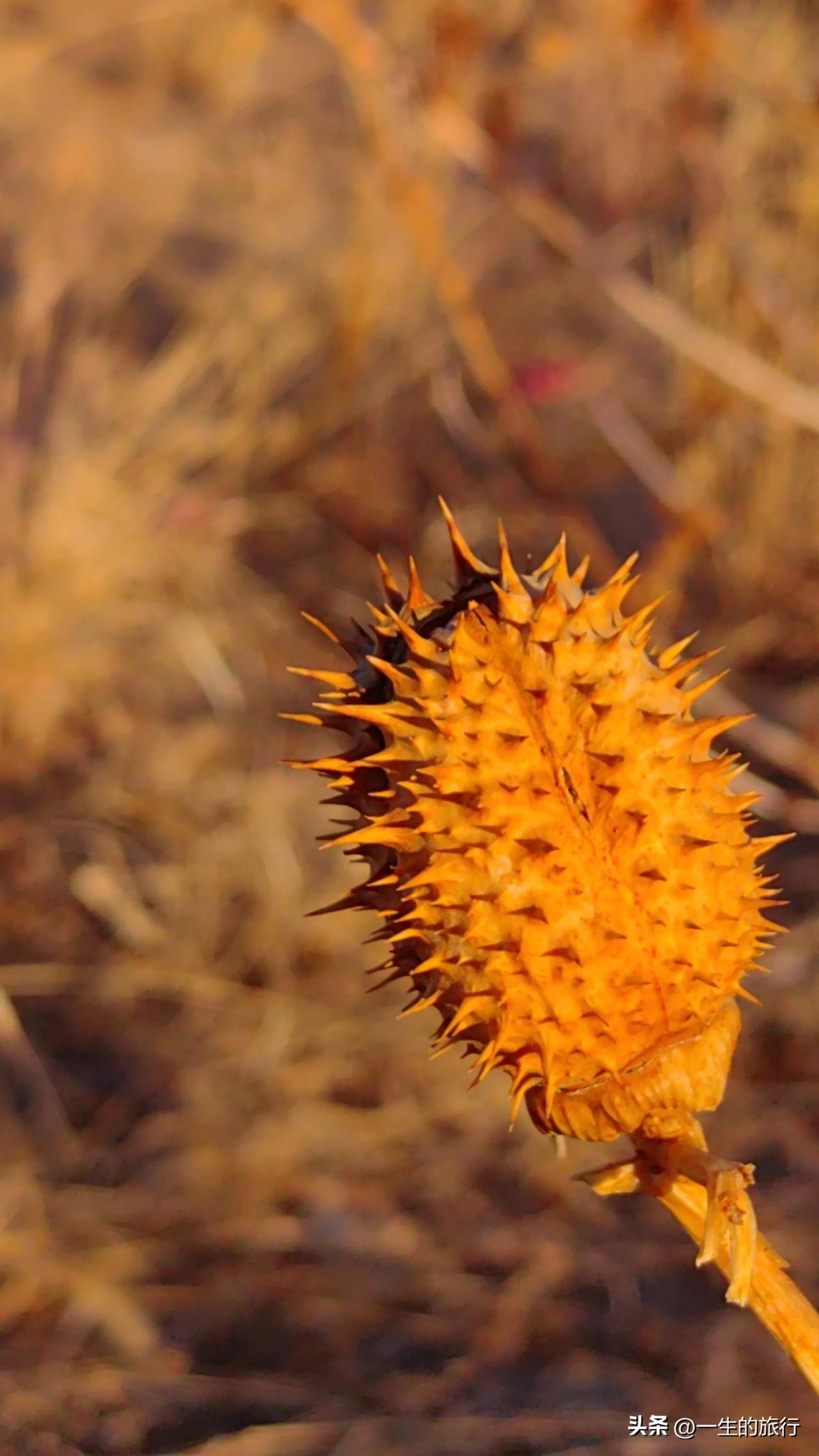 野外碰到这种植物，最好不要碰。这就是曼陀罗，花、叶、籽均可入药，但有大毒。古人用
