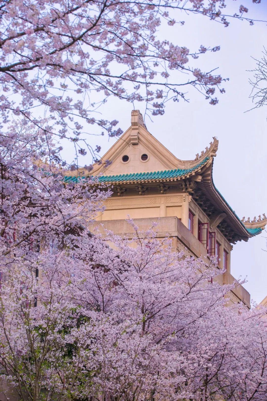 事出反常必有妖，一而再再而三出事，很难想象如果没有中纪委介入武大问题能得到彻底解