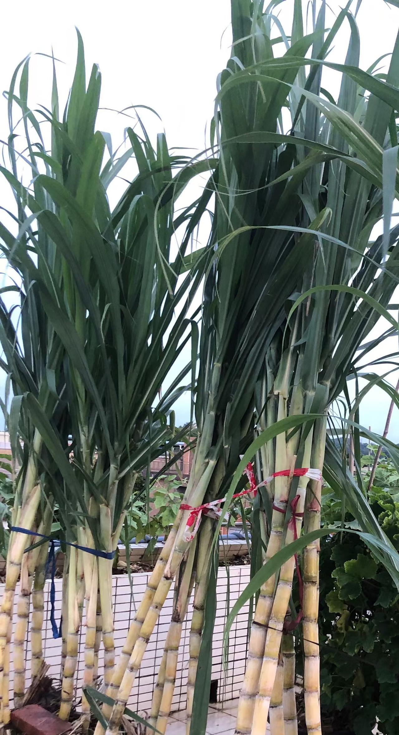 哈哈！老姐挺犀利的，不忘初心，四十多年前的种植甘蔗经验还记得清清楚楚。十几米高的