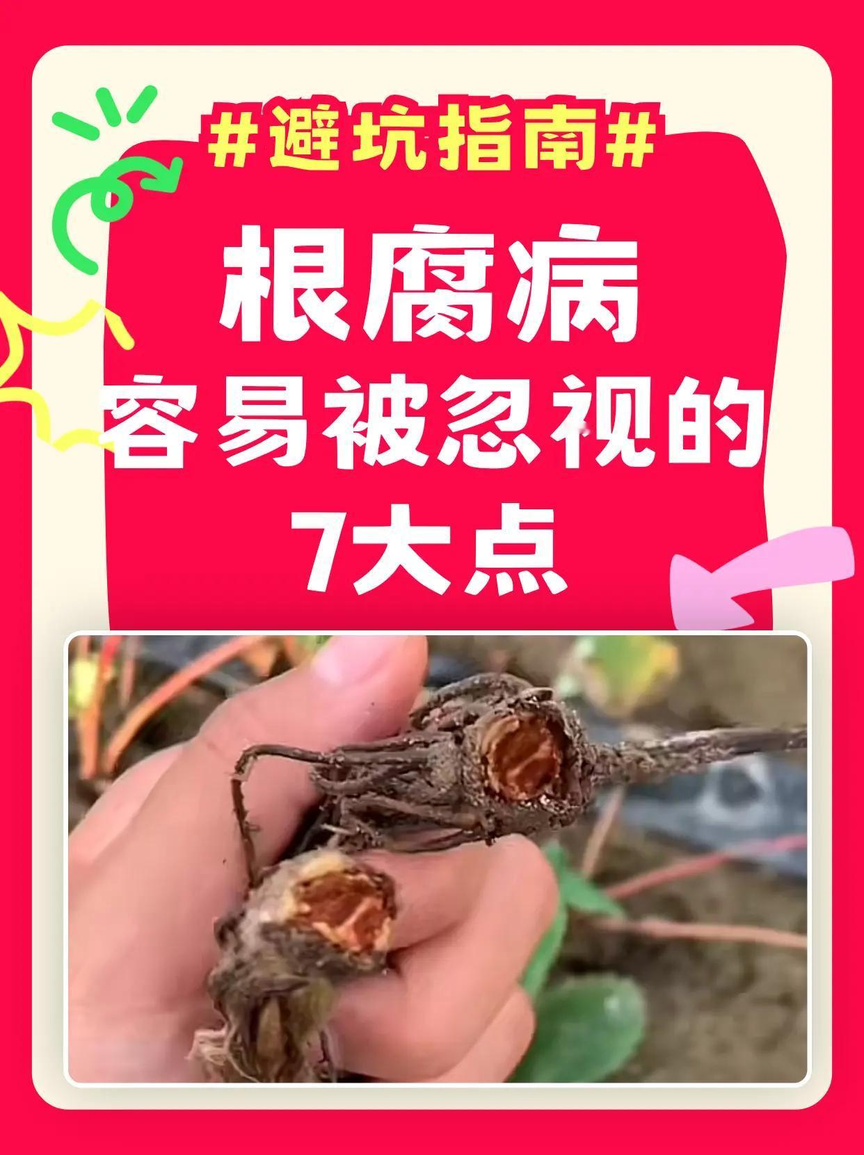 根腐病容易被忽视的7大点！。根腐病7个冷知识— 不是一种病而是"病菌团伙"；病菌