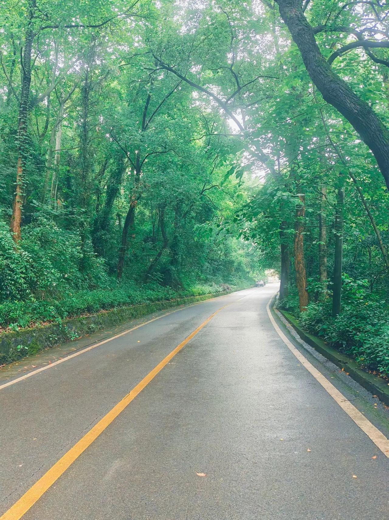 满眼的绿意
湿润的空气
蜿蜒向前的路
偶遇的晚霞
——清新、自由、充满生机。