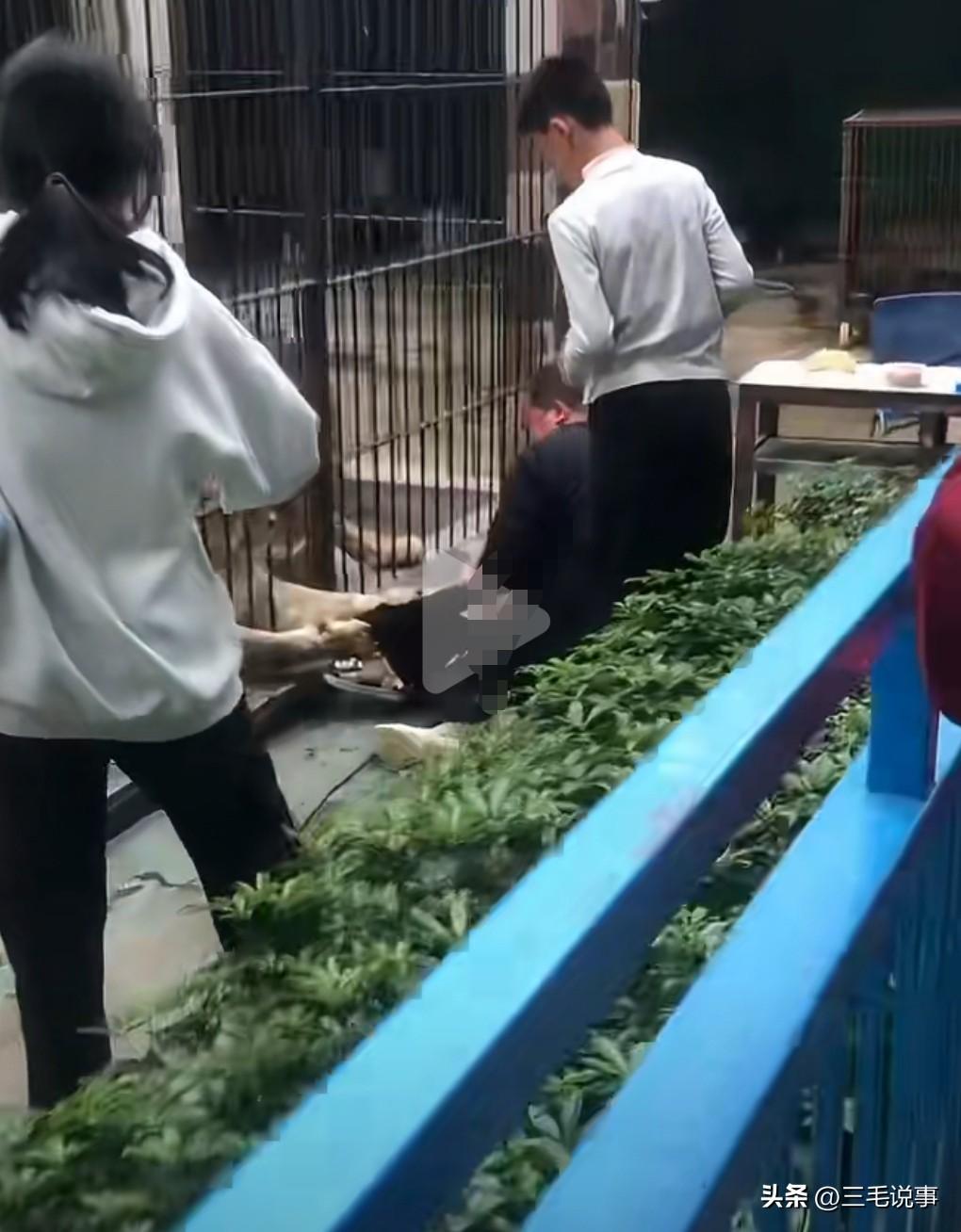 这真的是太危险，一动物园饲养员竟然让游客近距离投喂狮子。

此事发生在2月26日