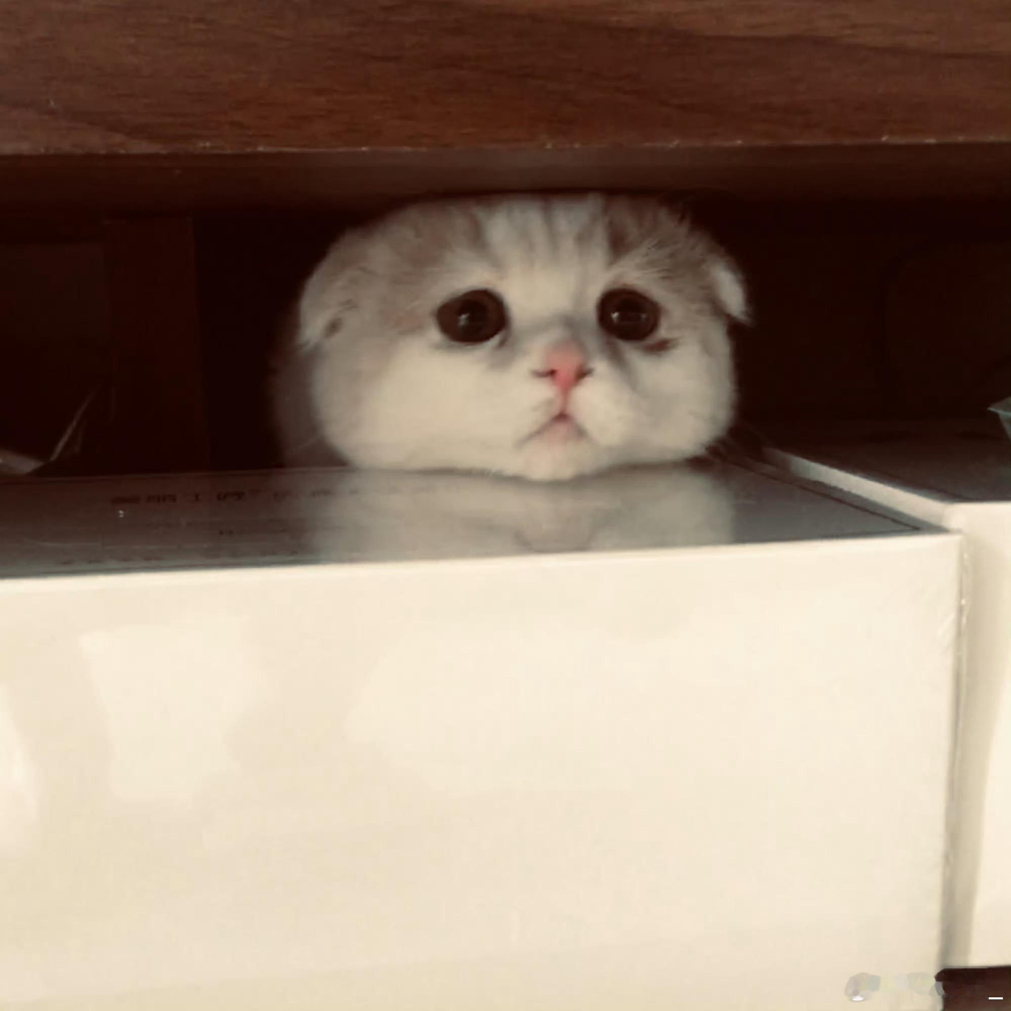 张康乐晒了他的六只猫 deidei 笨笨 刚子 卢卡库 卡比  小不溜 ​​​