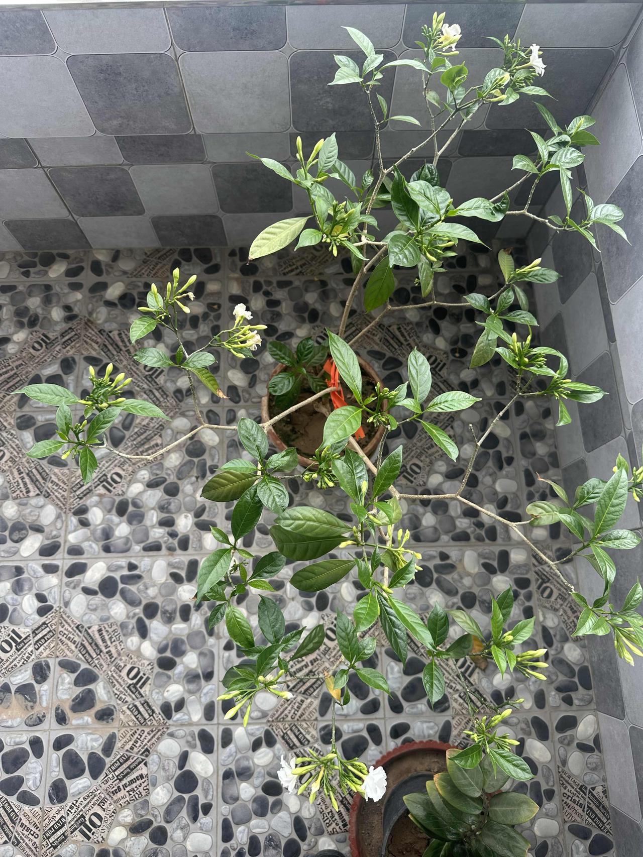 家里阳台上有一盆不知名的花，养了几年了，二、三天就要浇一次水，不浇时，叶子就蔫了