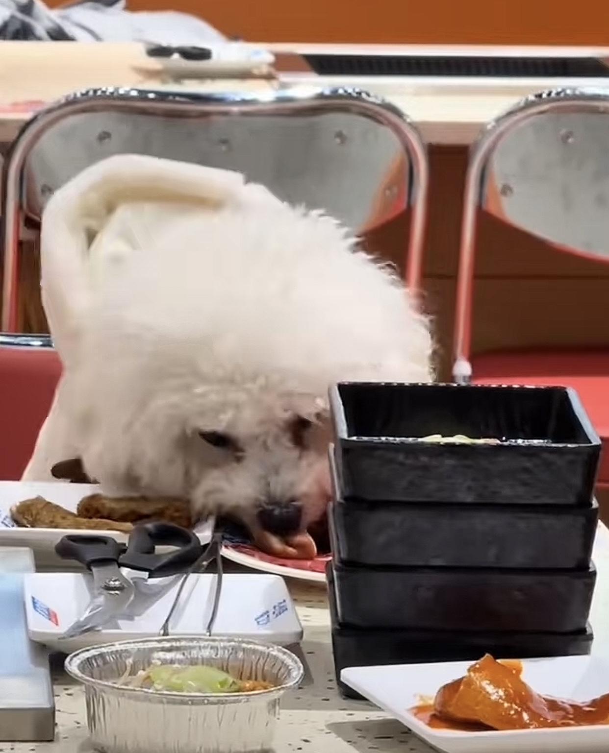 一次上桌是意外，两次上桌是巧合，但最近宠物狗这么频繁被带到餐厅还被拍到上桌吃饭，