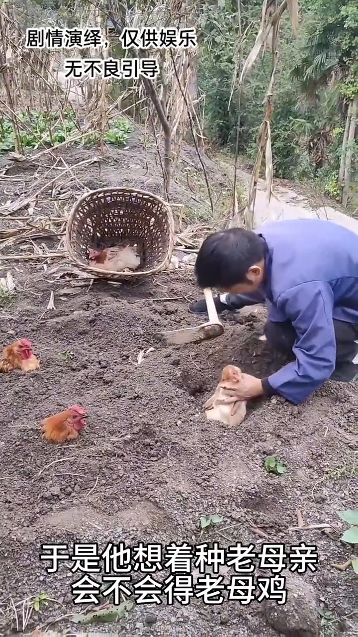 男子想着种瓜得瓜，种豆得豆，随后他种老母鸡。
男子来到地里刨土坑，他想着种瓜得瓜