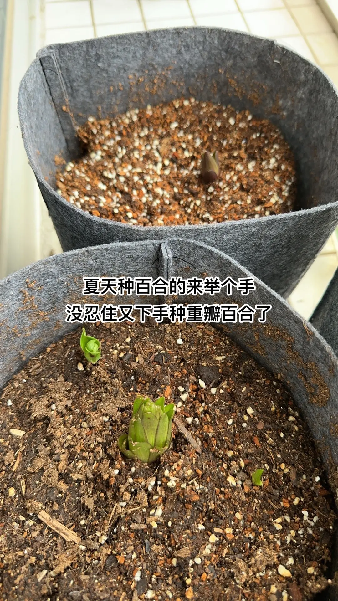 6月夏天种百合的来举个手，没忍住又下手种 重瓣百合了