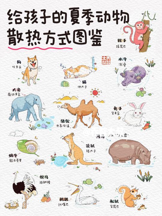 【动物避暑小百科】带娃认识超有趣散热方式