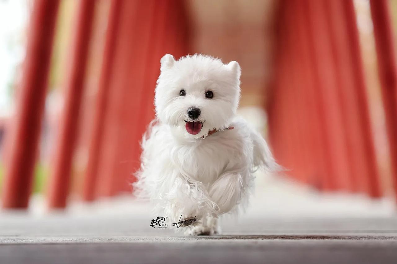 西高地小勇士，今天也在认真探索世界🤩
【杭州拍摄】